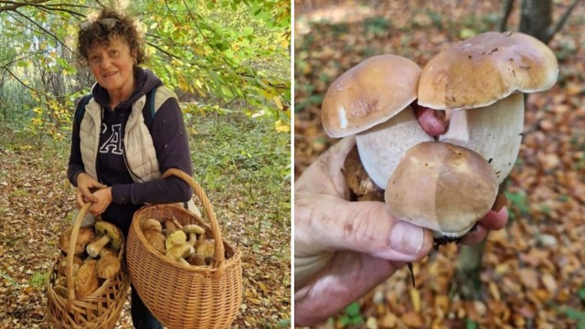 Takie grzyby rosną w lasach na Podkarpaciu