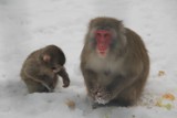 Zobacz, jak mały makak pierwszy raz bawi się na śniegu [wideo]