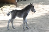 Mały kucyk nowym mieszkańcem bydgoskiego ZOO [zdjęcia] 