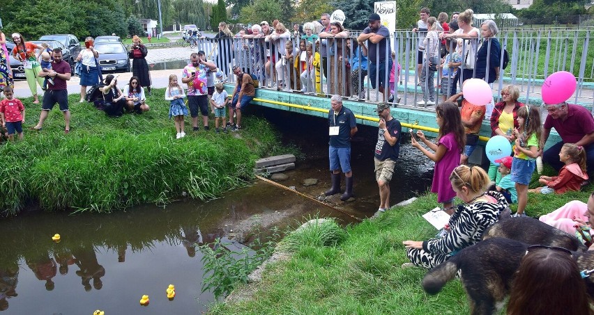 Wyścig kaczek odbył się po raz drugi w Chełmie nad rzeką...