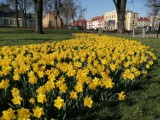 Leszno. Wiosna w leszczyńskich parkach i na ulicach. Kwitną kwiaty i krzewy. Zobaczcie, jak jest pięknie [ZDJĘCIA]