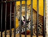 Zamojskie zoo: Do ogrodu dotarł Ksawery. ZDJĘCIA