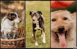 Szukamy domu dla bezdomnych czworonogów ze schroniska Funny Pets w Czartkach. Dziś Bles, Cheddar i Hultaj ZDJĘCIA