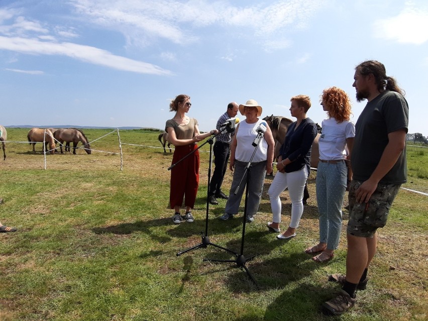 Konie w Świnoujściu zdychały, ale sąd uznał, że niesłusznie je odebrano właścicielom