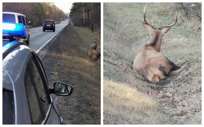 Potrącony jeleń na drodze Włocławek - Brześć Kujawski