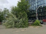 Powalone drzewo blokowało chodnik przez tydzień. Kto wreszcie zrobił z nim porządek? 