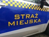 Radom. Nastolatek pił alkohol w miejscu publicznym, awanturował się i... ugryzł interweniującego strażnika miejskiego