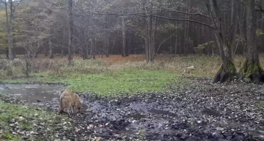 Wataha wilków w powiecie gnieźnieńskim. Nadleśnictwo: nie są zagrożeniem, ale nie wypuszczajcie psów luzem