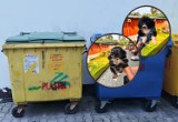Nowy Sącz. Cztery szczeniaki w reklamówce wyrzucone do kosza na śmieci w centrum miasta! Ktoś zostawił je tam na pewną śmierć