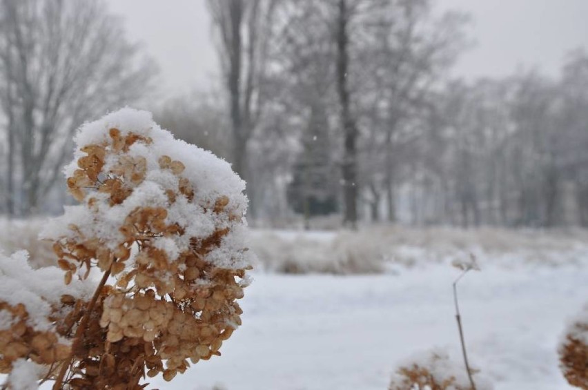 Zima w Pleszewie. To  już ostatnie dni z mrozem i śniegiem