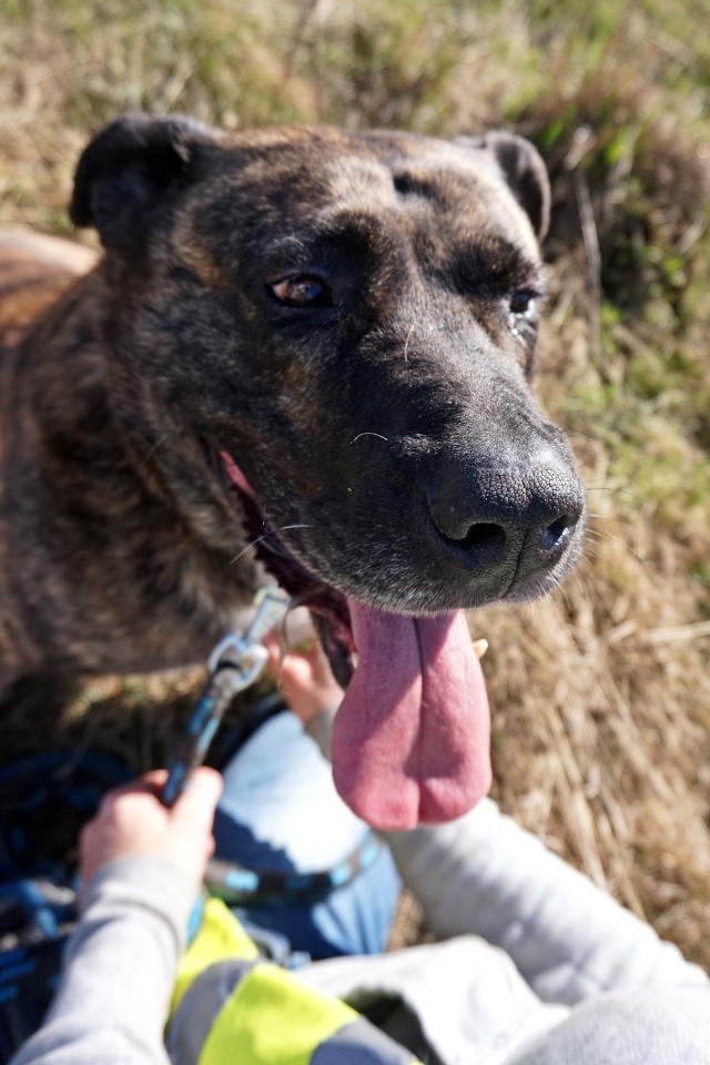 Dołącz do Amstaff Team w Łodzi. Pomóż psom ze schroniska