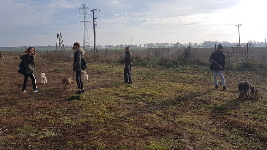 Wolontariusze z SP8 działali w Schronisku dla Bezdomnych Zwierząt w Kiczarowie
