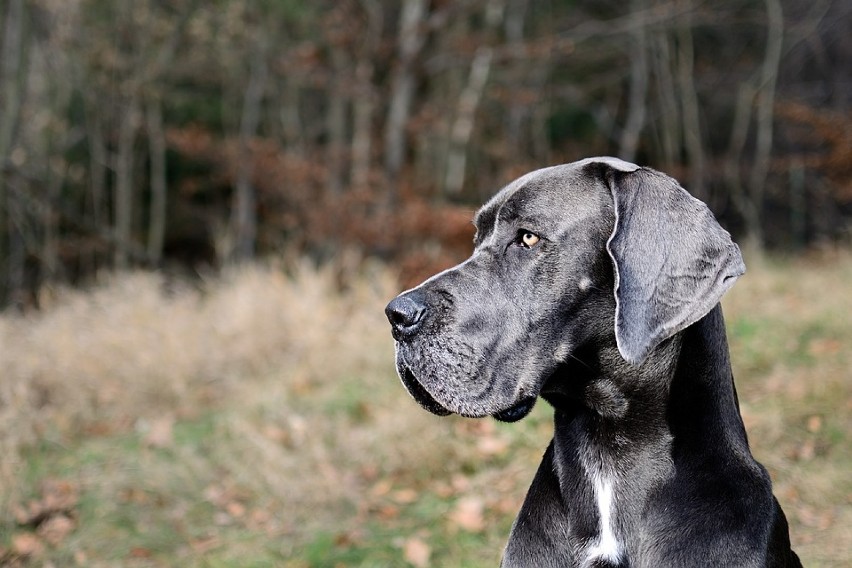 I Opolski Charytatywny Dogtrekking już w...