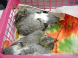 W Opolu chore ptaki skazane są na pastwę losu