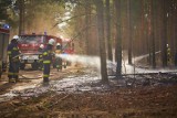 Seria pożarów lasów i nieużytków na terenie gminy Miedzichowo [ZDJĘCIA]