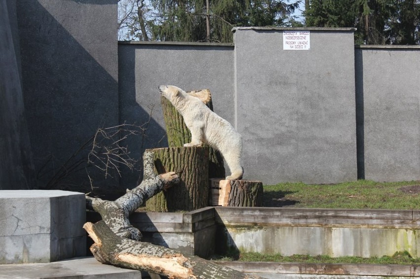 Niedźwiedzie polarne Aleut i Gregor