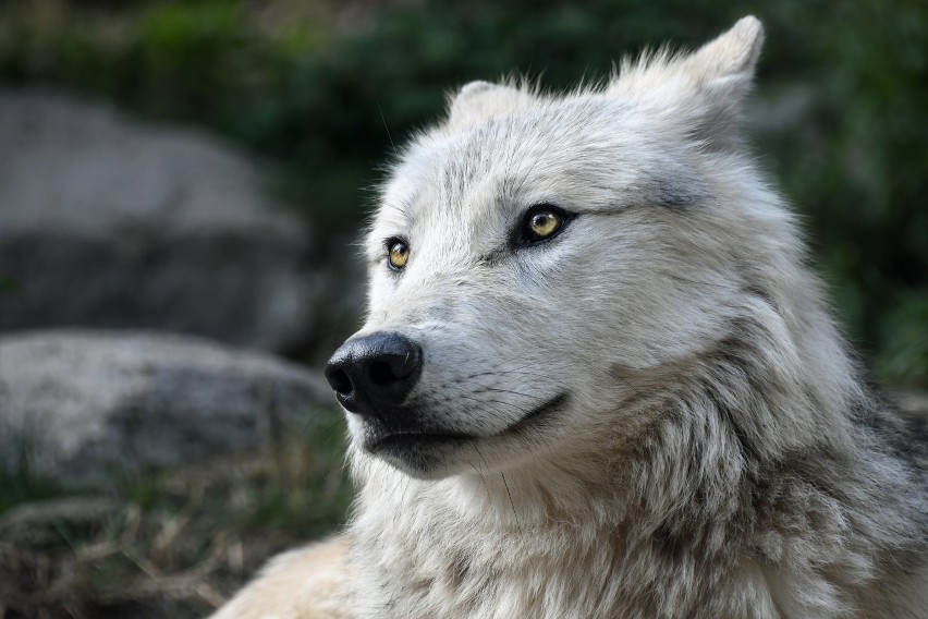 Wilki to dzikie drapieżniki - lepiej ich nie drażnić i nie dokariwac - ostrzegają leśnicy