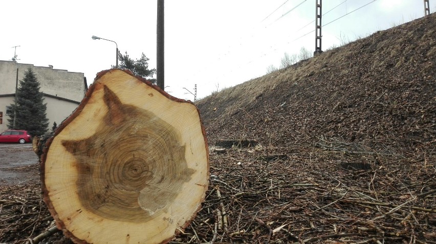 Wycięto dziesiątki drzew przy torach w dzielnicy Paruszowiec - Piaski