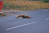 Wypadek motocyklisty w Witnicy. Drogę zabiegł mu pies i kot. Człowiek w szpitalu, zwierzaki nie żyją