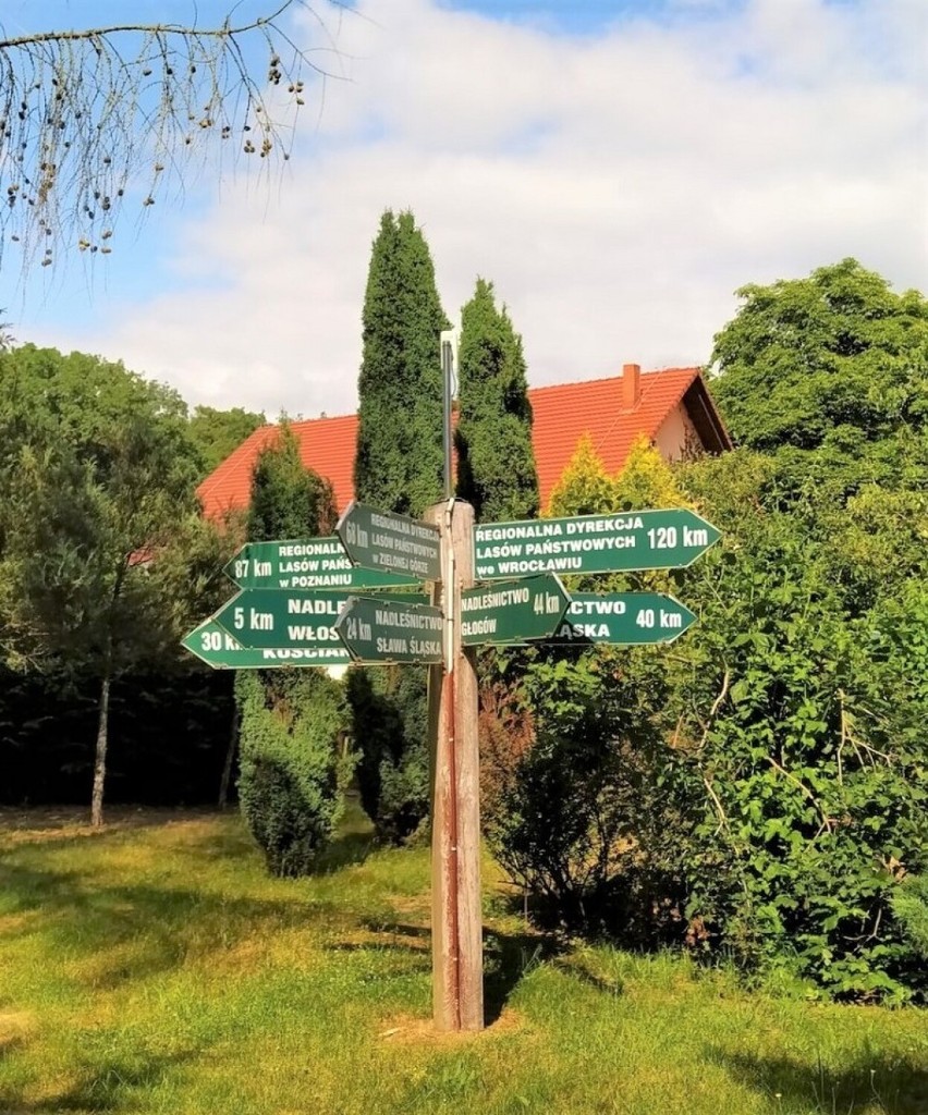 Pomysł na majówkę - arboretum w Krzyżowcu niedaleko Leszna 