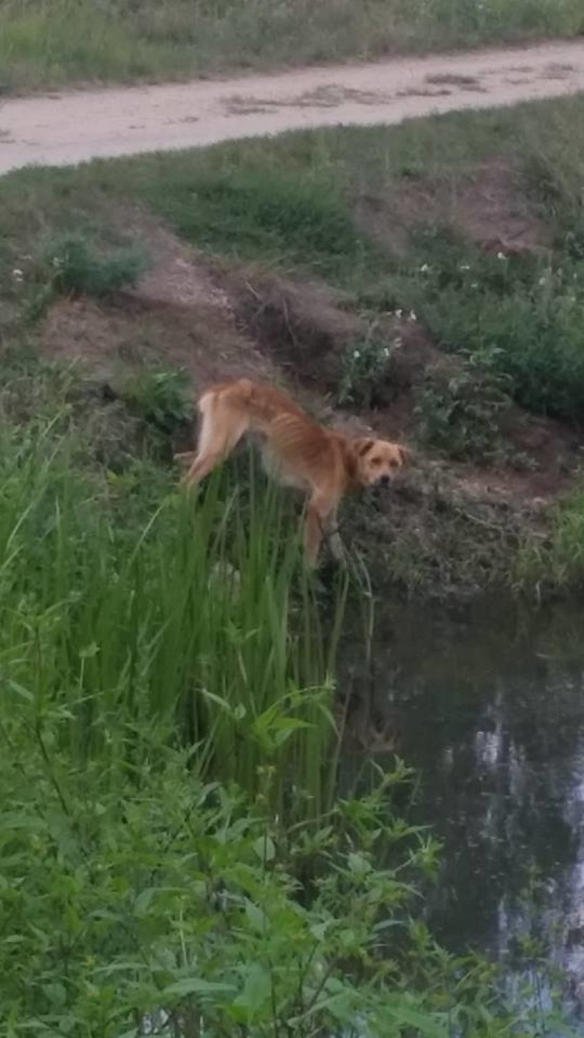Mieszkaniec powiatu opoczyńskiego znęcał  się i zabił swojego  psa. Zatrzymała go policja