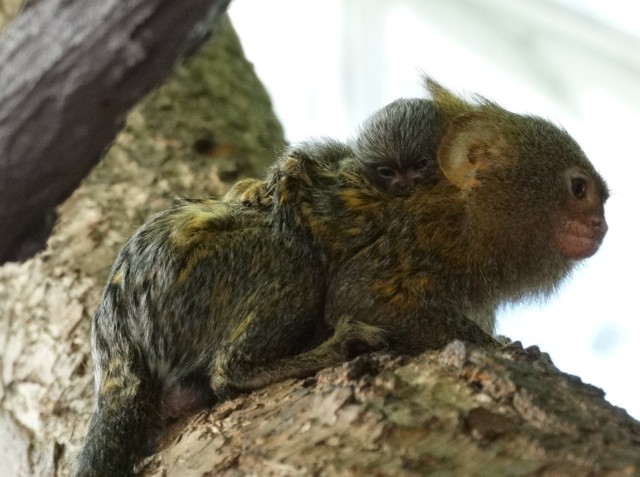 ZOO Płock. Najmniejsza małpka świata urodziła bliźniaki [ZDJĘCIA]