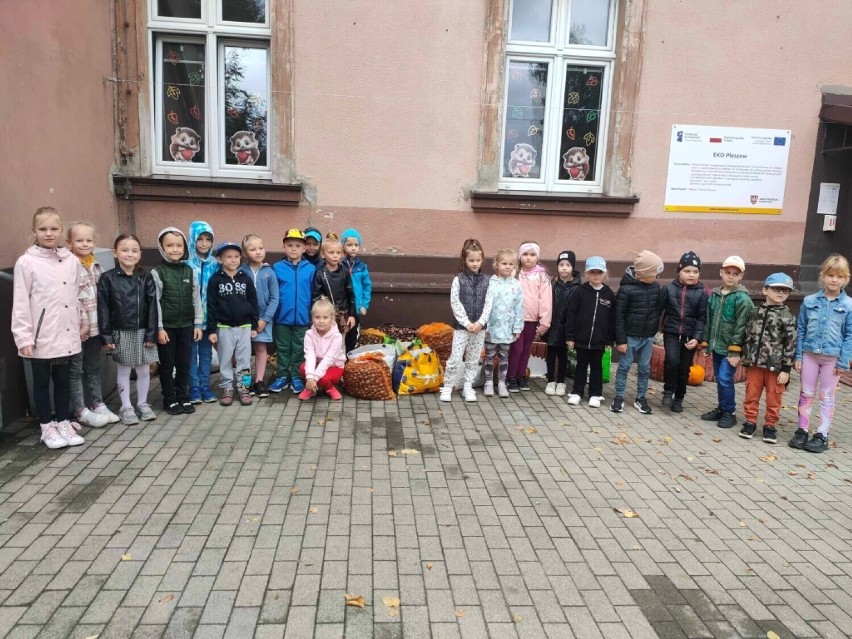Szkoły i przedszkola w Pleszewie zbierały kasztany dla...