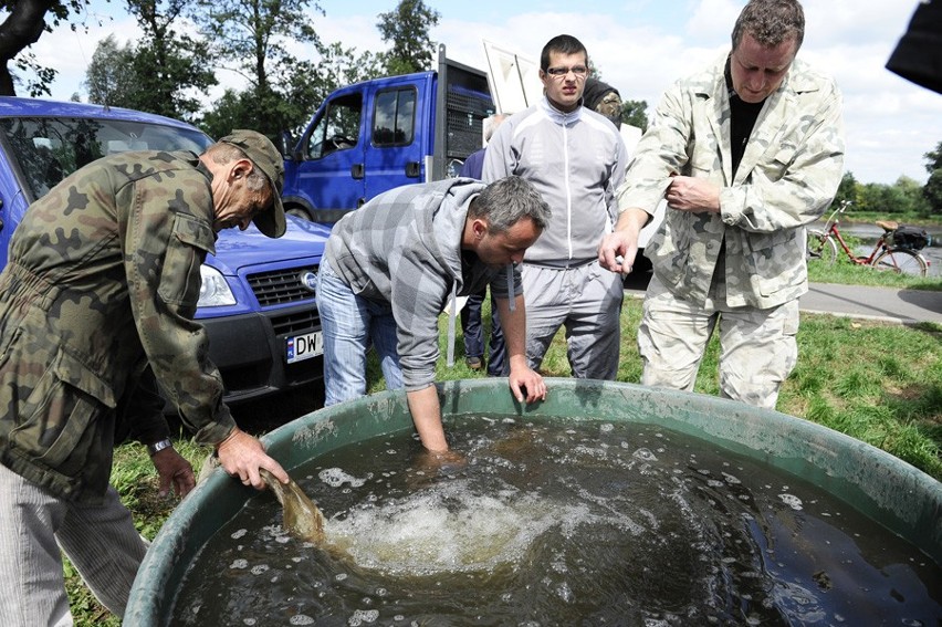 Oleśnica: Gigantyczne ryby w stawie (ZDJĘCIA)