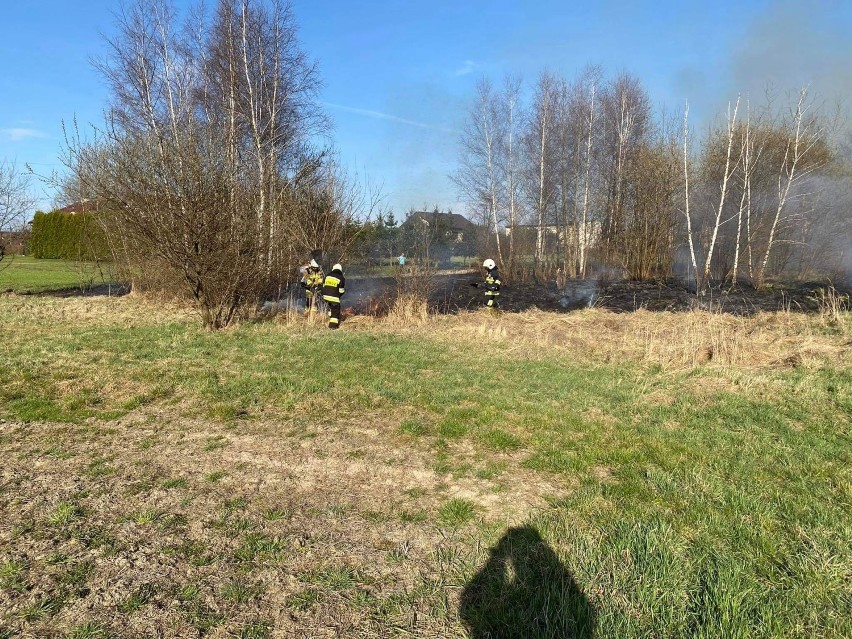 Skutki wypalnia traw w gminie Brzeźnica