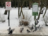 Ptasie bufety działają w Kołobrzegu - ptaki mają je już na oku