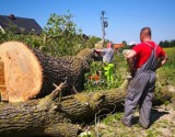 Żelistrzewo znowu z bajkami. W czerwcu pojawią się postacie z "Kajka i Kokosza". W poniedziałek rusza 2 plener rzeźbiarski | ZDJĘCIA, WIDEO