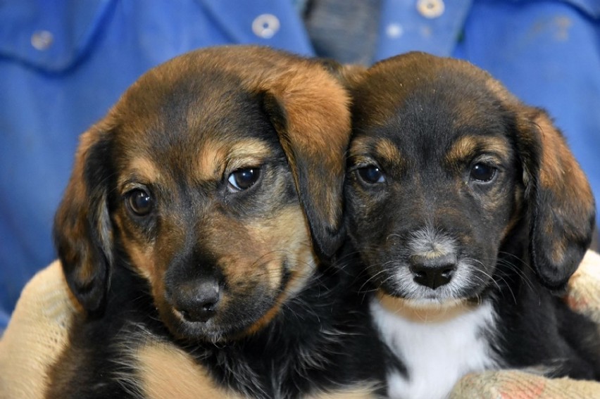 Te psy czekają na adopcję w legnickim schronisku, są także śliczne szczeniaki [ZDJĘCIA]