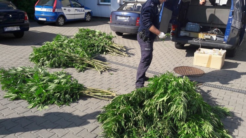 Policjanci z Rawy Maz.  zlikwidowali uprawę konopi na terenie powiatu tomaszowskiego