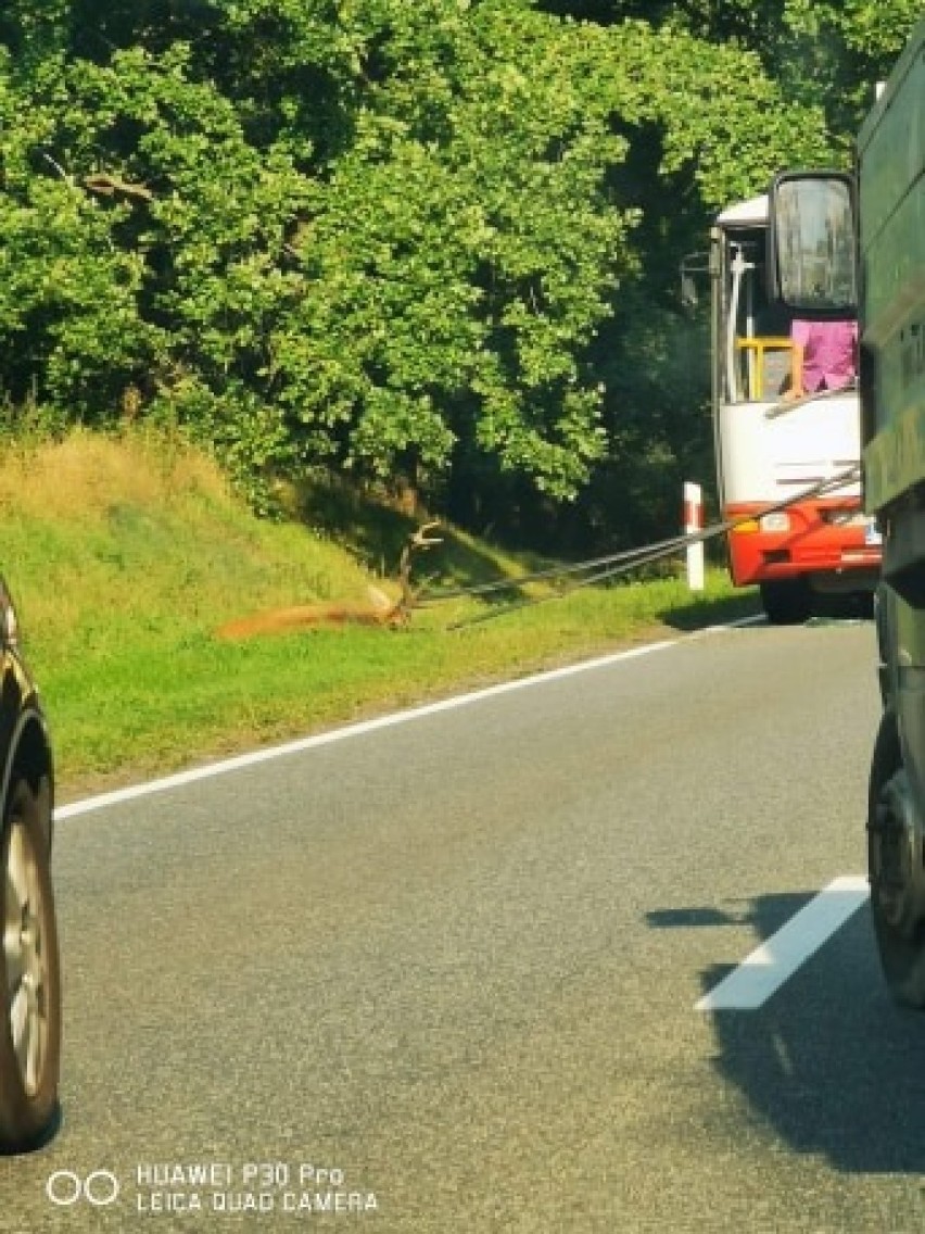 Wypadek na drodze Włocławek - Brześć Kujawski. Autobus wiozący uczniów uderzył w jelenia [zdjęcia]