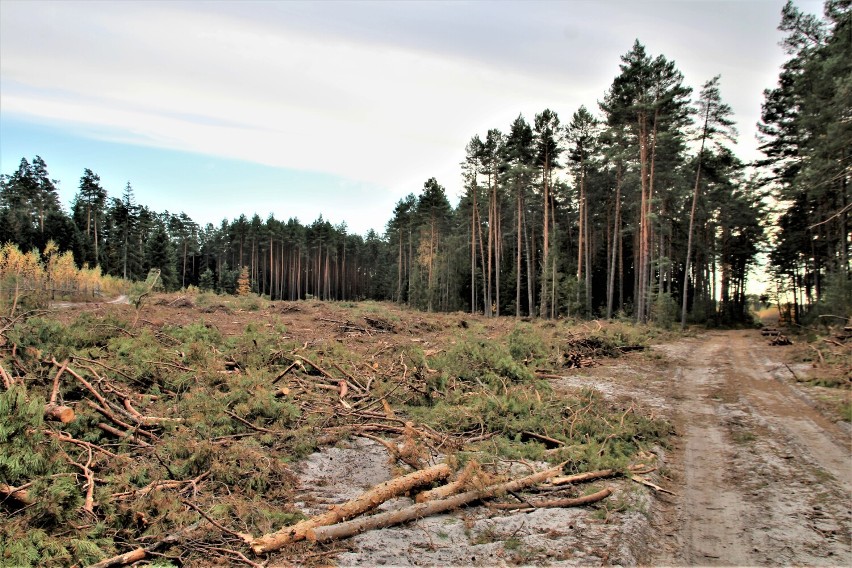 Po wycince w okolicach Górecka Kościelnego