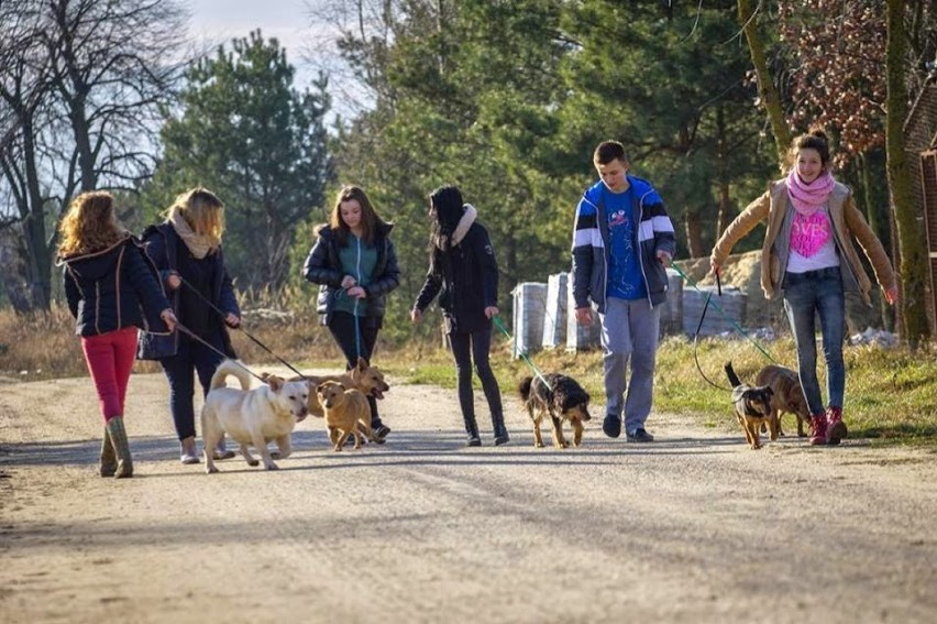 W każdą sobotę wolontariat ze Schroniska Psów w Nowodworze...