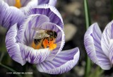 Szczawno-Zdrój podobnie jak Wałbrzych stało się przyjazne pszczołom