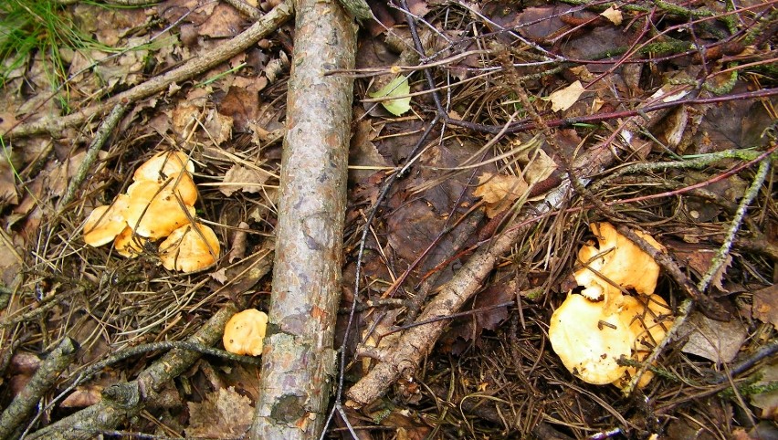 W podbydgoskich lasach są już grzyby! [zdjęcia, wideo]