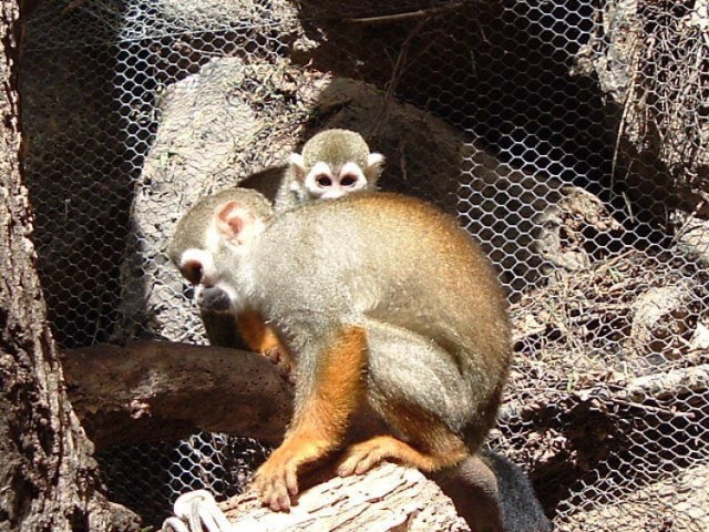 Małpki (Sajmiri wiewi&oacute;rcza), zwana trupią gł&oacute;wką. Fot. Isabella Degen