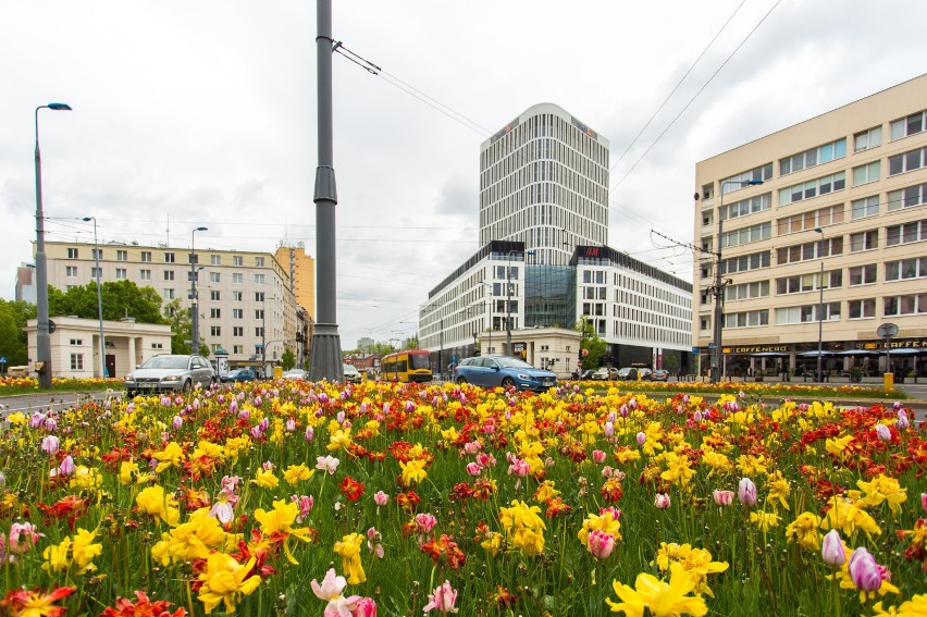 Warszawa wiosną. Na ulicach rozkwitły tysiące kolorowych...