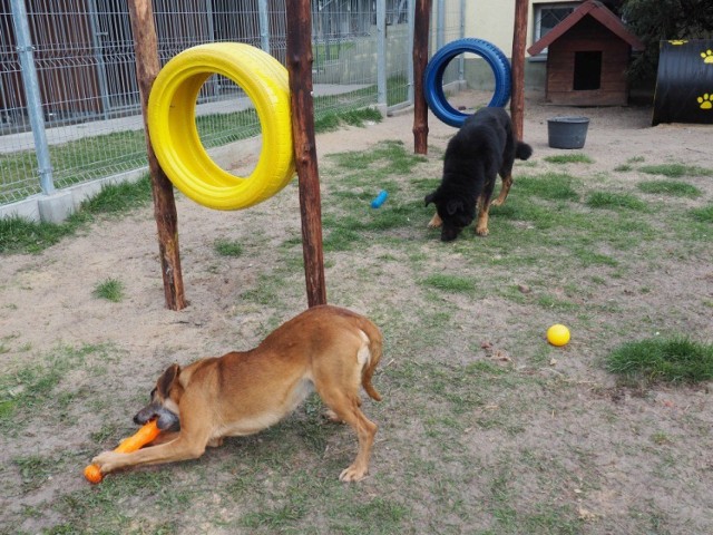 Mini Dog Park w schronisku dla bezdomnych zwierząt w Radomsku