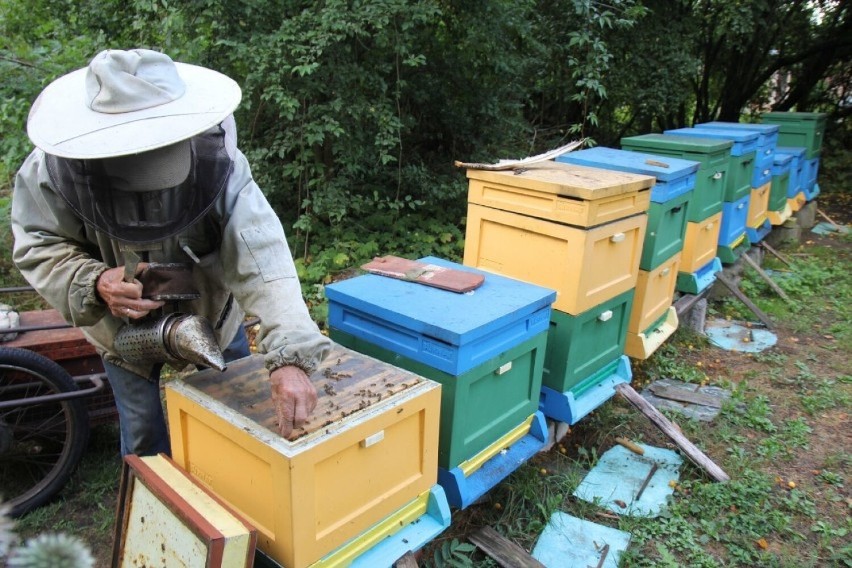 Święto pszczół w Zagrodzie Krajeńskiej w Złotowie 