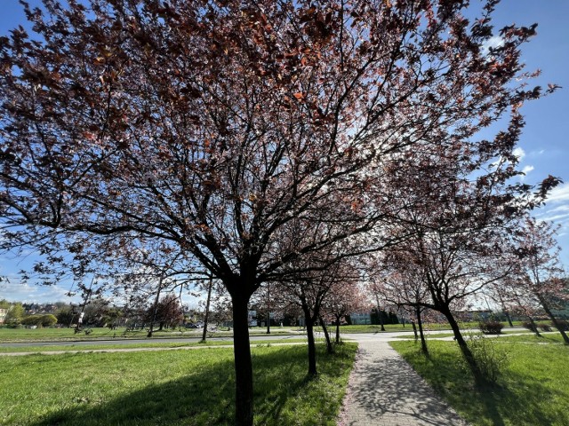 Wiosna na bulwarach Czarnej Przemszy i w parku na Dolnej Syberce w Będzinie

Zobacz kolejne zdjęcia/plansze. Przesuwaj zdjęcia w prawo naciśnij strzałkę lub przycisk NASTĘPNE