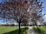 Na bulwarach Czarnej Przemszy i w parku na Syberce coraz więcej spacerowiczów. Do Będzina zawitała prawdziwa wiosna 