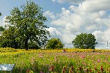 Łąki kwietne w tym roku zakwitną w pięciu miejscach w Dąbrowie Górniczej. Zobaczcie, gdzie będzie kolorowo 