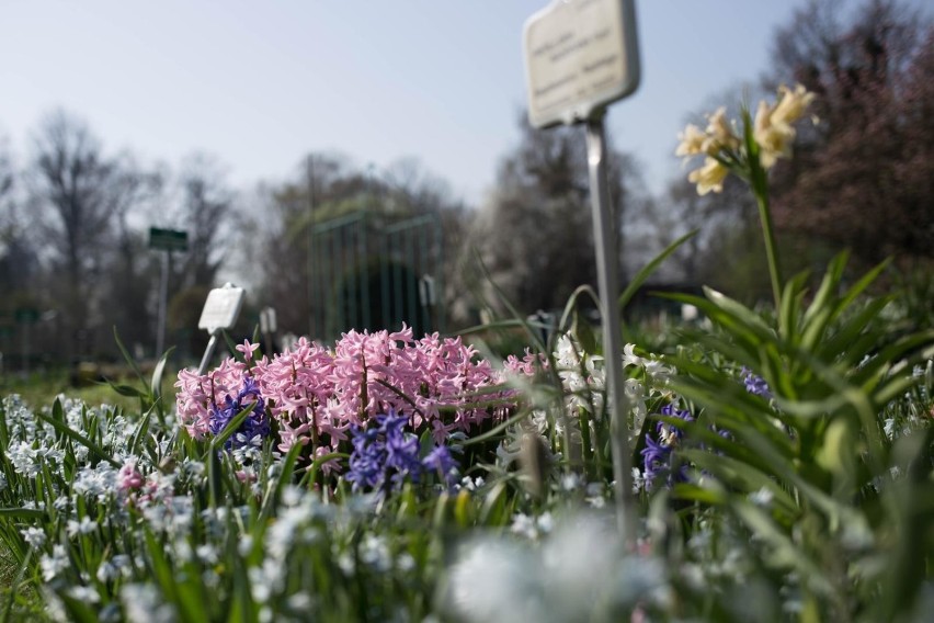 Ogród Botaniczny

Chillout z wyższej półki. Za wstęp do...