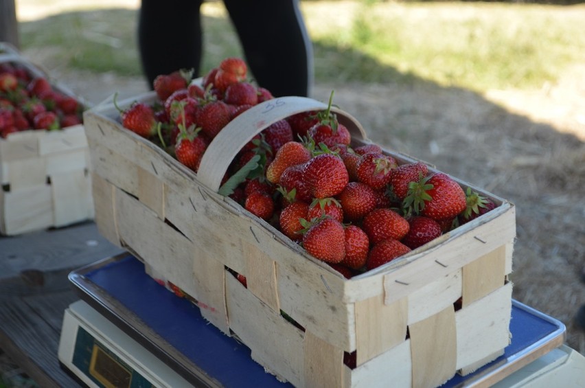 Głogów: Na polu koło Krzepowa trwa zbiór truskawek