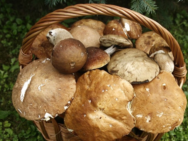 Pierwsze grzyby w naszych lasach pojawiają się już pod koniec kwietnia. Jest ich oczywiście znacznie mniej niż pod koniec lata i jesienią, ale jeśli znamy miejsca gdzie możemy je znaleźć, to warto wybrać się do lasu.