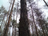 Owady atakują drzewa w lasach Nadleśnictwa Grodziec
