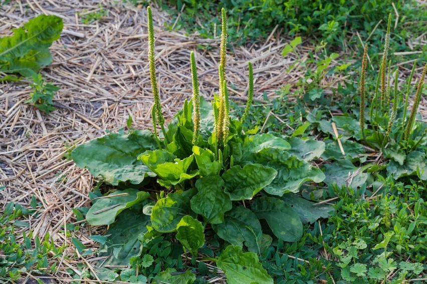 Babka lancetowa to jedna z najpopularniejszych roślin...
